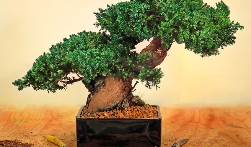 The Ultimate Guide to Dwarf Jade Bonsai Care: Tips and Tricks for Healthy Growth