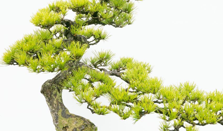 The Top 10 Bonsai Species That Thrive in Cold Climates: A Guide to the Best Choices