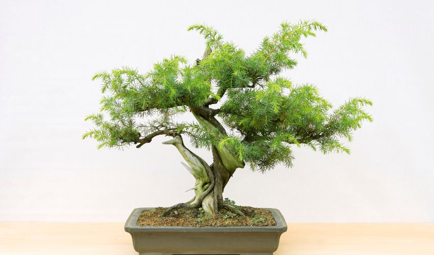 The Ultimate Guide on How to Care for Japanese Black Pine Bonsai: Tips and Techniques