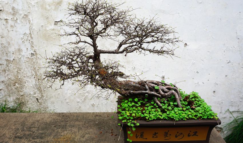 Step-by-Step Guide: How to Grow a Bonsai from Seed