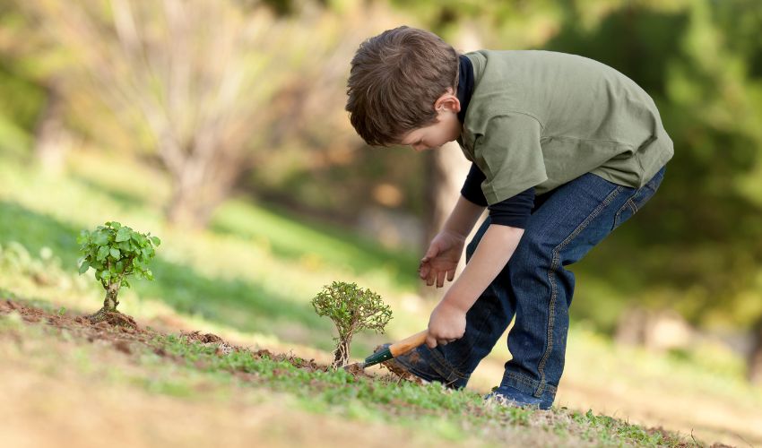 Mastering the Art of Bonsai: A Guide to Training Branches for Optimal Growth