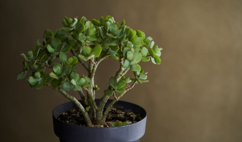 Ultimate Guide to Indoor vs Outdoor Bonsai Care: Tips for Thriving Trees