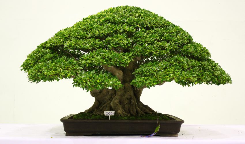 Mastering Bonsai Root Pruning Techniques: A Step-by-Step Guide