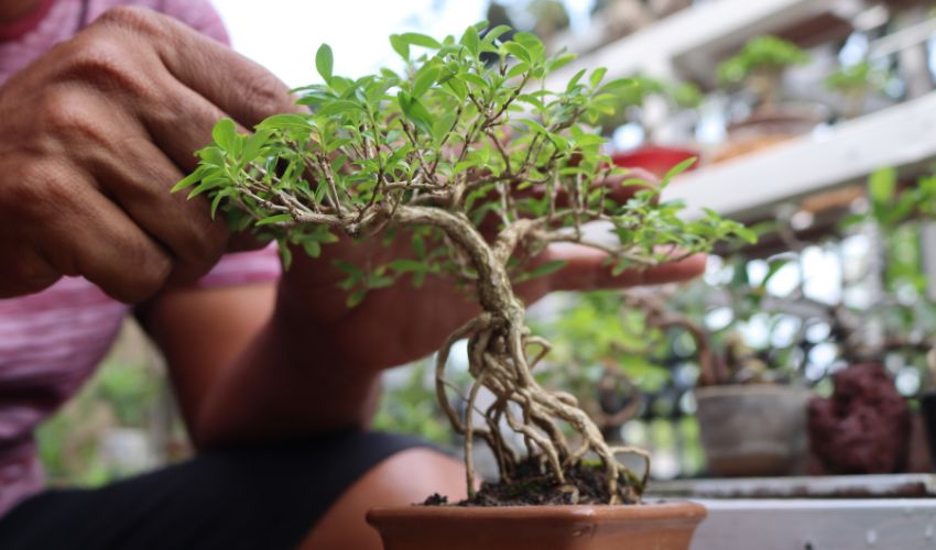 Discover the Most Stunning Flowering Bonsai Tree Species for Your Garden